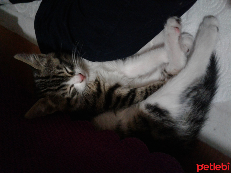 Tekir Kedi, Kedi  Süsslü fotoğrafı