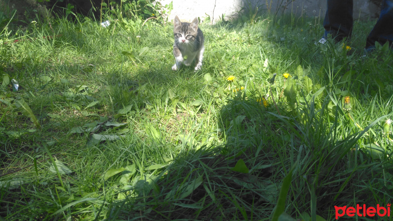 Tekir Kedi, Kedi  Süsslü fotoğrafı