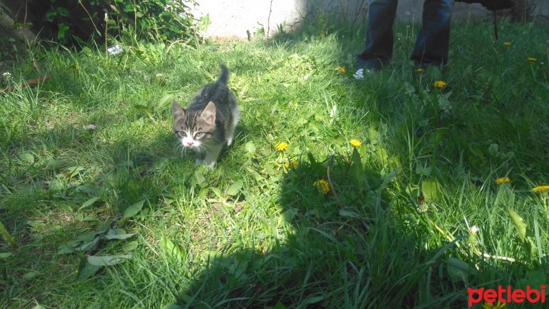 Tekir Kedi, Kedi  Süsslü fotoğrafı
