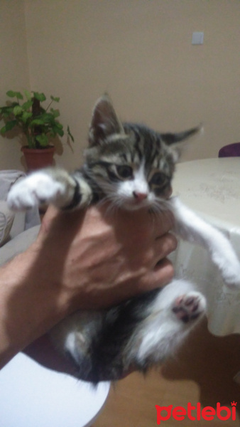 Tekir Kedi, Kedi  Süsslü fotoğrafı