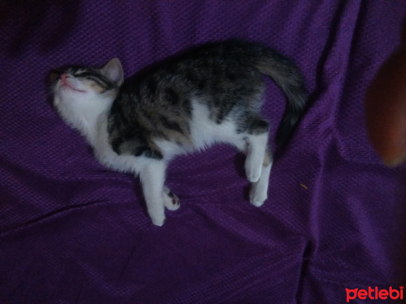 Tekir Kedi, Kedi  Süsslü fotoğrafı