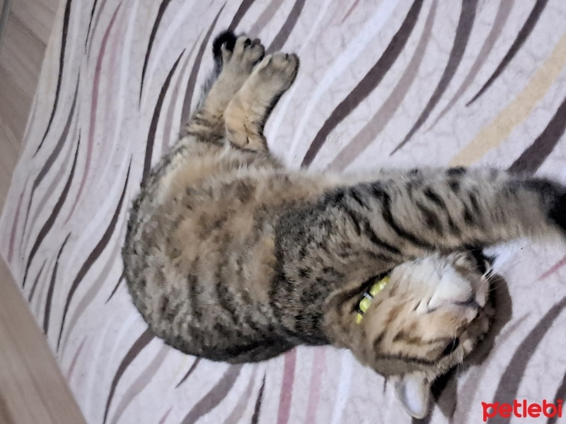 British Shorthair, Kedi  Mırmır fotoğrafı