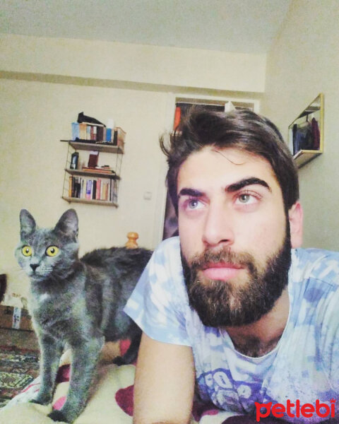 Mavi Rus, Kedi  Maya fotoğrafı