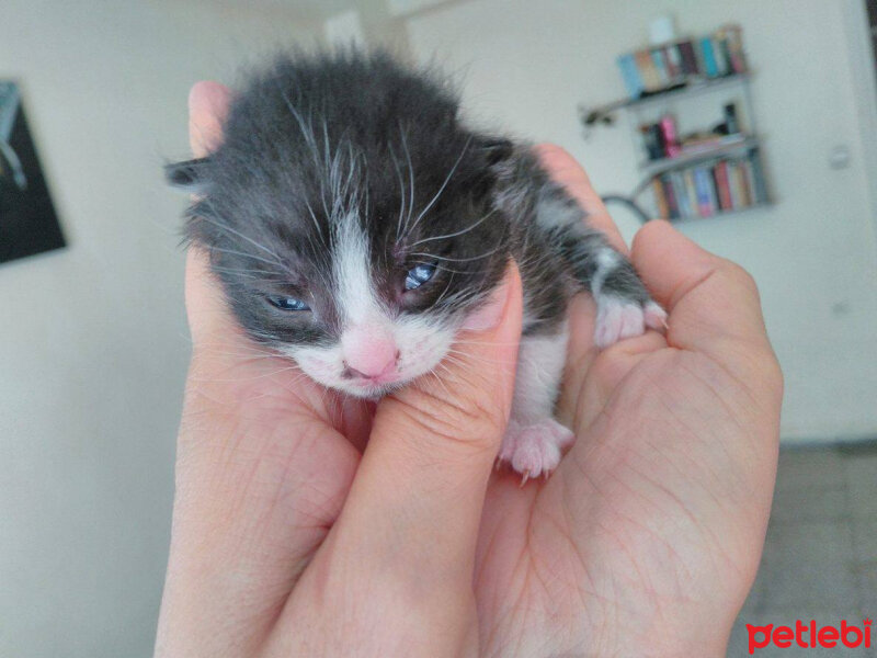 Mavi Rus, Kedi  Maya fotoğrafı