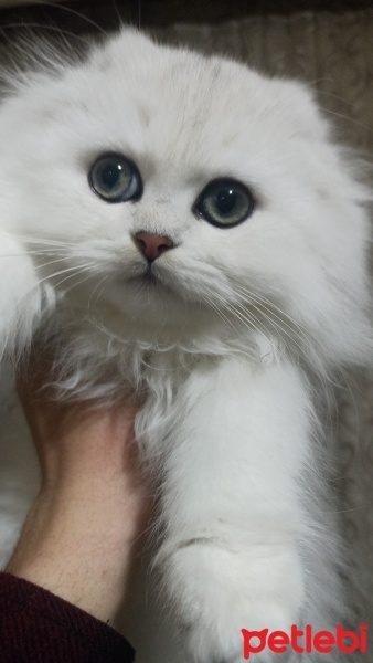 Scottish Fold, Kedi  British,scotish fotoğrafı