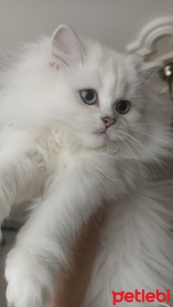 Scottish Fold, Kedi  British,scotish fotoğrafı