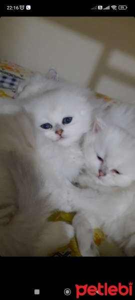 Scottish Fold, Kedi  British,scotish fotoğrafı