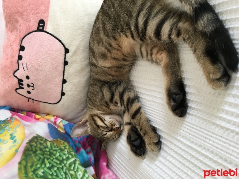 Tekir Kedi, Kedi  Bihter fotoğrafı