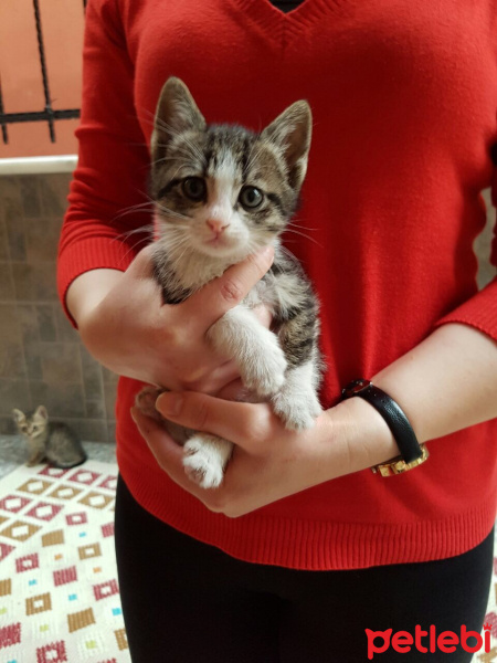 Cymric, Kedi  Pıtırcıklar  fotoğrafı