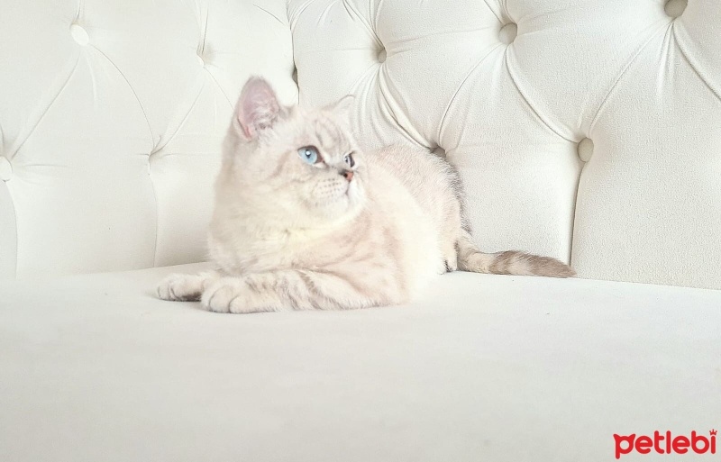 British Shorthair, Kedi  Köpük fotoğrafı