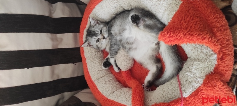 British Shorthair, Kedi  Düşes fotoğrafı