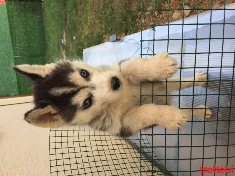 Sibirya Kurdu (Husky), Köpek  paşha fotoğrafı