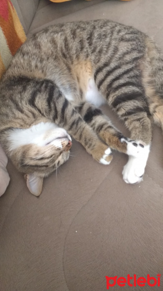 Tekir Kedi, Kedi  Hiro fotoğrafı