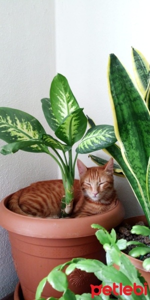 Sarman, Kedi  Limon fotoğrafı