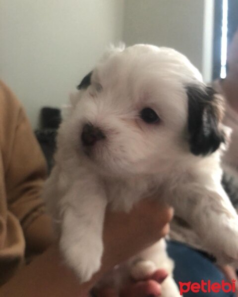 Maltese, Köpek  Barney fotoğrafı