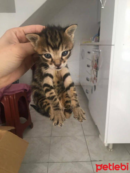 Tekir Kedi, Kedi  İSİMSİZ fotoğrafı