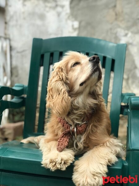 Amerikan Cocker Spaniel, Köpek  PAŞA fotoğrafı