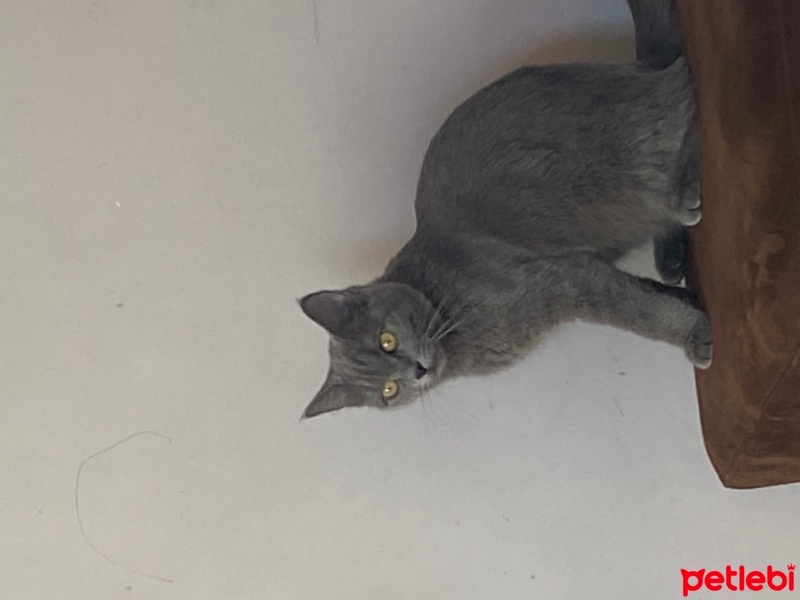 British Shorthair, Kedi  Duman fotoğrafı