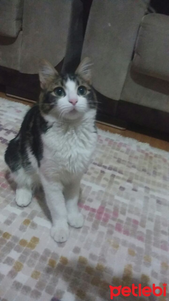 Tekir Kedi, Kedi  Çıtır fotoğrafı