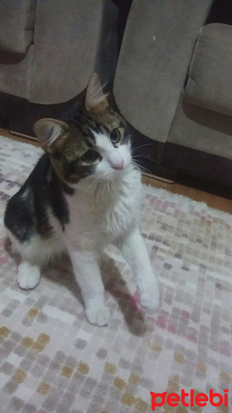 Tekir Kedi, Kedi  Çıtır fotoğrafı