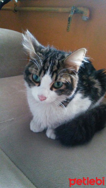 Tekir Kedi, Kedi  Çıtır fotoğrafı
