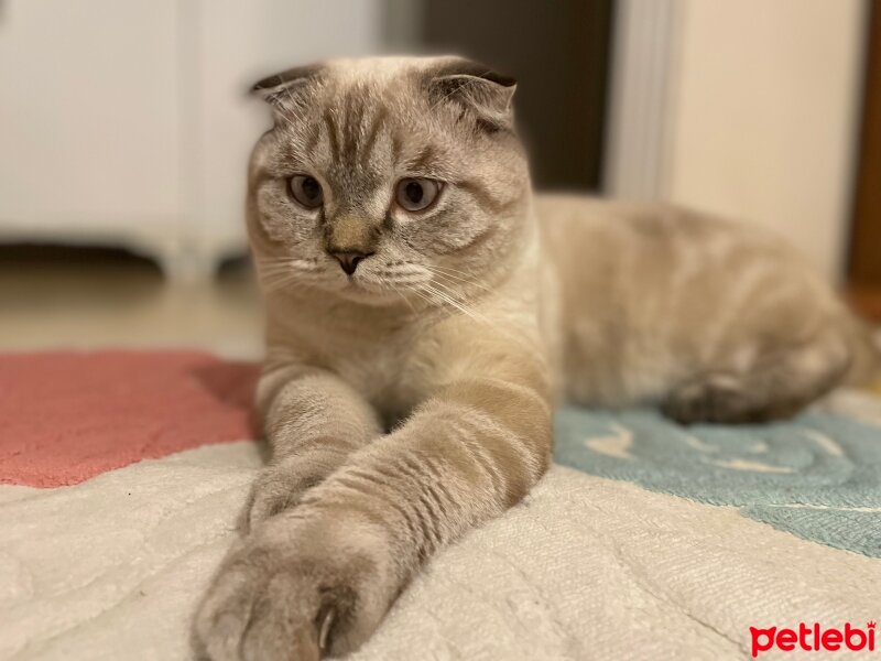 Scottish Fold, Kedi  Mülayim fotoğrafı