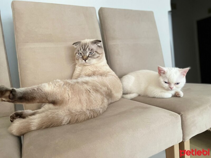 Scottish Fold, Kedi  Mülayim fotoğrafı