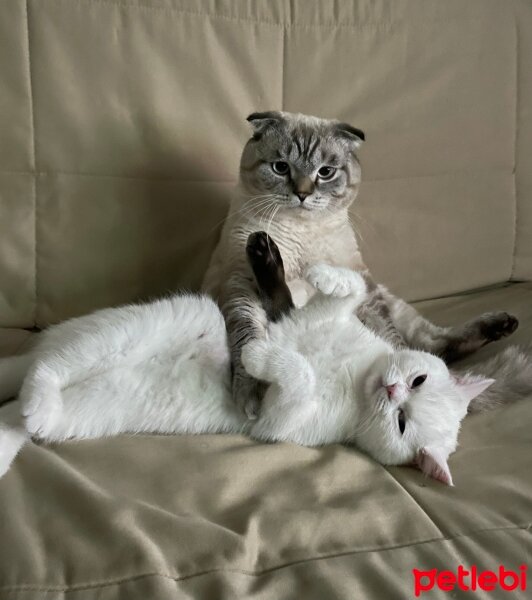 Scottish Fold, Kedi  Mülayim fotoğrafı