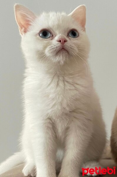 British Shorthair, Kedi  Pamuk fotoğrafı