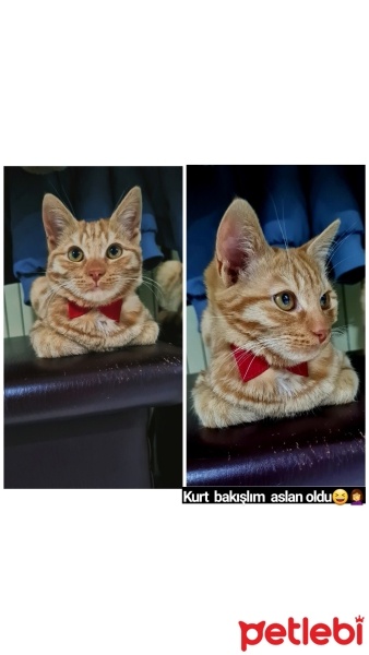 Sarman, Kedi  Köpük fotoğrafı