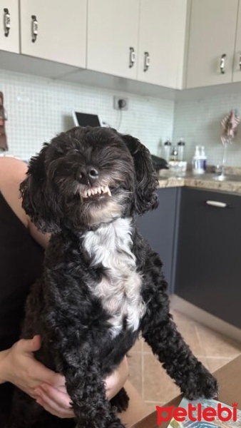 Maltese, Köpek  Mojo fotoğrafı
