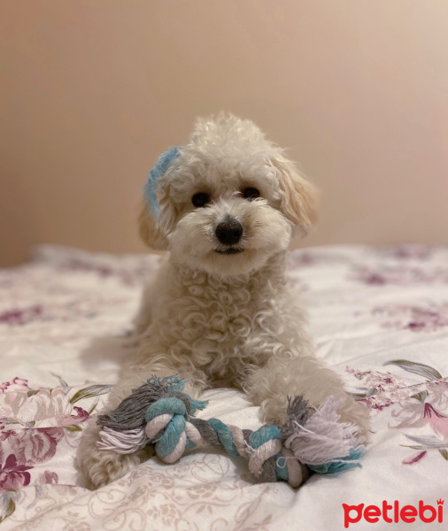 Poodle (Minyatür Kaniş), Köpek  Alvin fotoğrafı