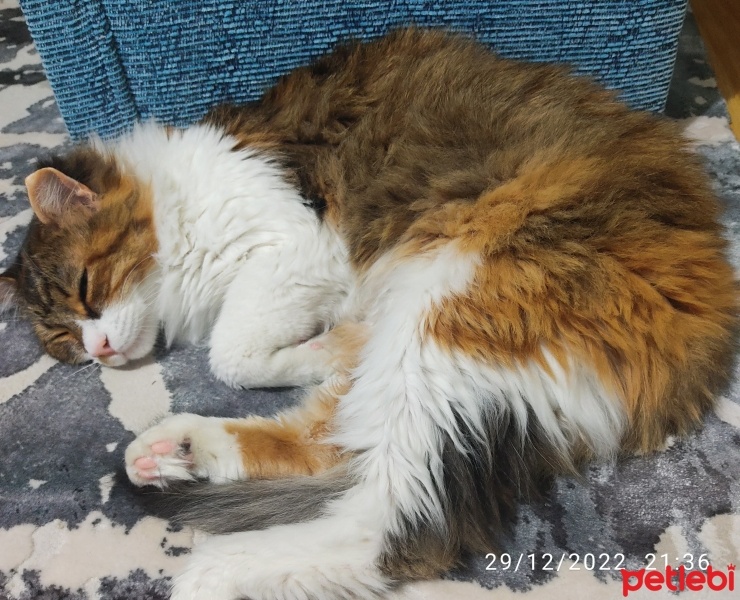 Tekir Kedi, Kedi  Bihter fotoğrafı