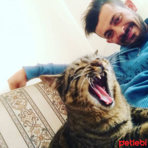 Manx, Kedi  Hektor fotoğrafı