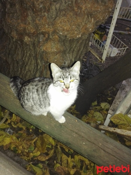 Tekir Kedi, Kedi  Duman fotoğrafı