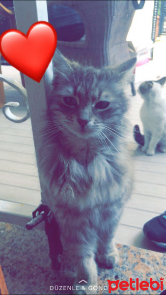 American Bobtail, Kedi  Gümüş fotoğrafı