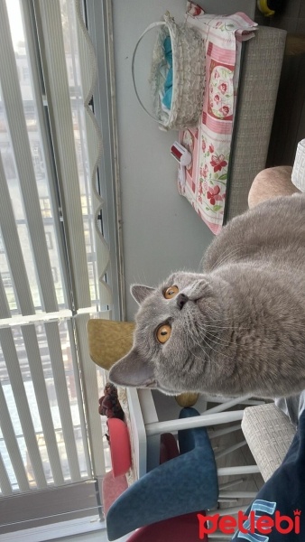 British Shorthair, Kedi  Pamuk fotoğrafı