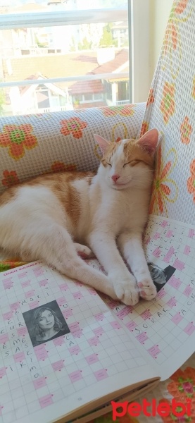 Sarman, Kedi  Behlül Balkaymak TATLITÜY fotoğrafı