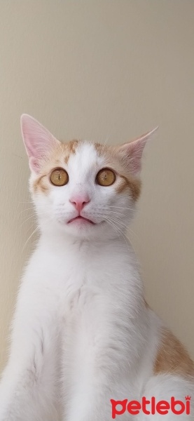 Sarman, Kedi  Behlül Balkaymak TATLITÜY fotoğrafı