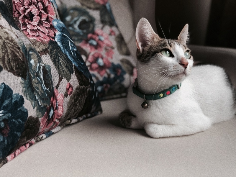 Tekir Kedi, Kedi  Kiraz fotoğrafı