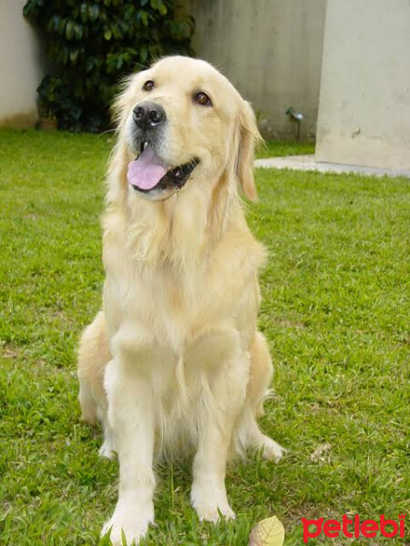 Golden Retriever, Köpek  bolt fotoğrafı