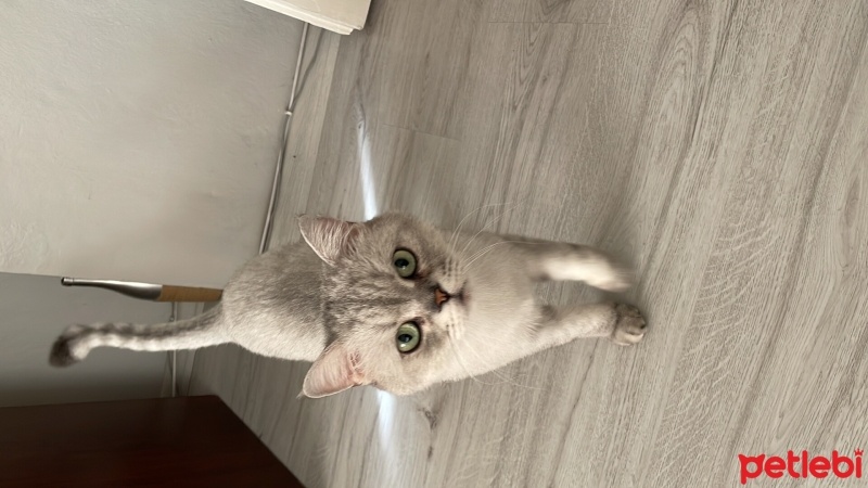 British Shorthair, Kedi  Şakir fotoğrafı