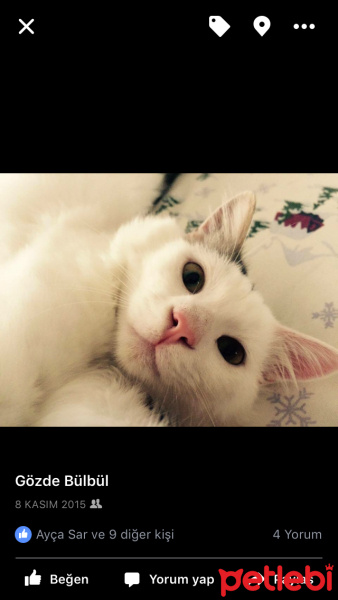 Tekir Kedi, Kedi  Pamuk fotoğrafı