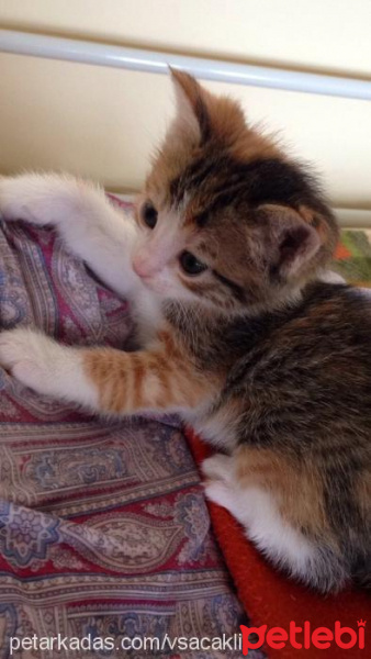 Tekir Kedi, Kedi  Bıcırık fotoğrafı