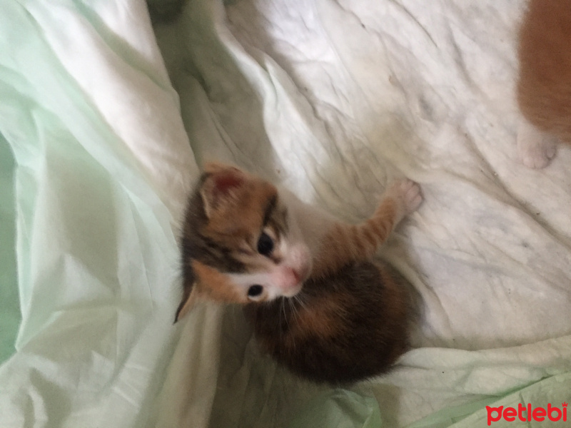 Tekir Kedi, Kedi  Bıcırık fotoğrafı