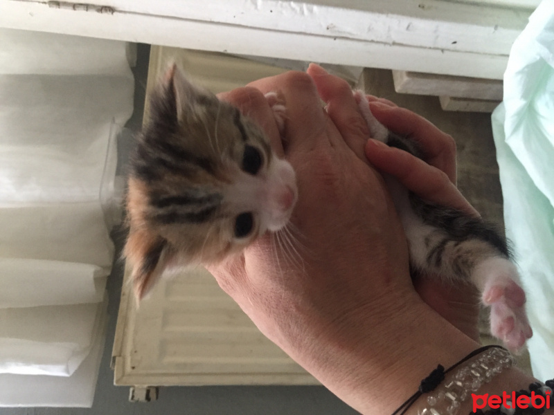 Tekir Kedi, Kedi  Bıcırık fotoğrafı