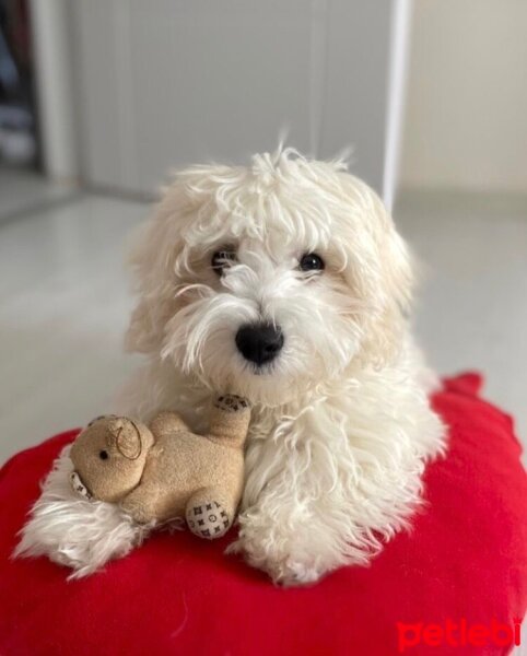 Maltese, Köpek  Pamuk fotoğrafı