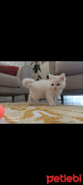 British Shorthair, Kedi  Mia fotoğrafı
