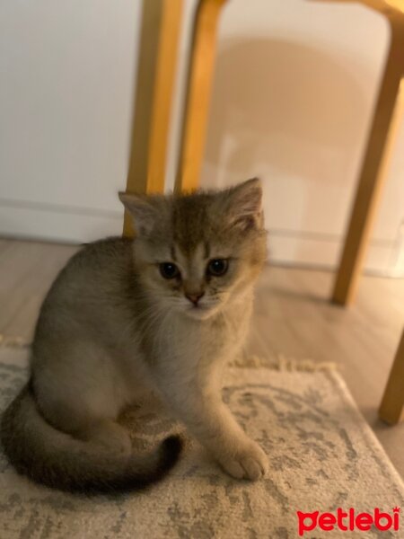 British Shorthair, Kedi  Bobi jack fotoğrafı