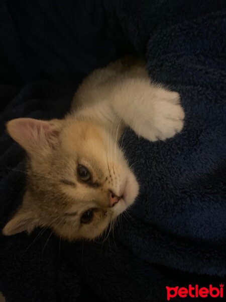 British Shorthair, Kedi  Bobi jack fotoğrafı